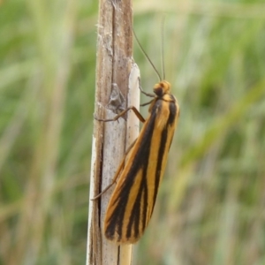 Phaeophlebosia furcifera at Fyshwick, ACT - 13 Mar 2019