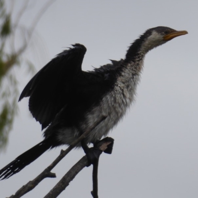 Microcarbo melanoleucos (Little Pied Cormorant) at Fyshwick, ACT - 12 Mar 2019 by Christine