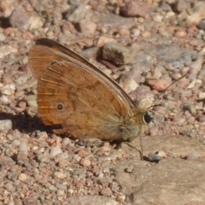 Heteronympha penelope at Lake George, NSW - 12 Mar 2019 03:20 PM