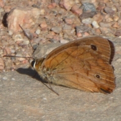 Heteronympha penelope at Lake George, NSW - 12 Mar 2019 03:20 PM