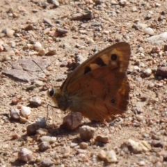 Heteronympha penelope at Lake George, NSW - 12 Mar 2019 03:20 PM