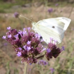 Pieris rapae (Cabbage White) at Lake George, NSW - 12 Mar 2019 by Christine