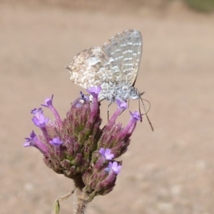 Theclinesthes serpentata at Lake George, NSW - 12 Mar 2019