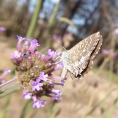 Theclinesthes serpentata at Lake George, NSW - 12 Mar 2019