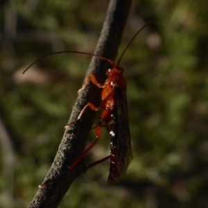 Lissopimpla excelsa at Lake George, NSW - 12 Mar 2019 03:39 PM