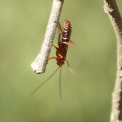 Lissopimpla excelsa at Lake George, NSW - 12 Mar 2019