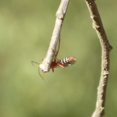 Lissopimpla excelsa at Lake George, NSW - 12 Mar 2019