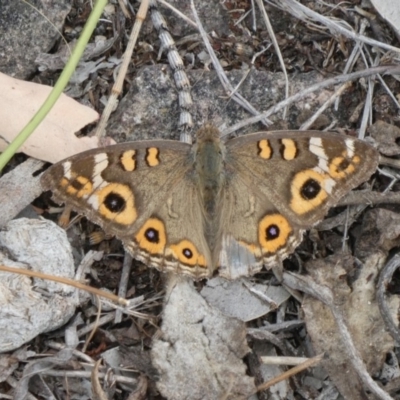 Junonia villida (Meadow Argus) at Theodore, ACT - 13 Mar 2019 by owenh