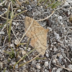 Scopula rubraria (Reddish Wave, Plantain Moth) at Theodore, ACT - 13 Mar 2019 by Owen