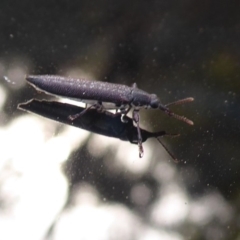 Rhinotia sp. (genus) (Unidentified Rhinotia weevil) at Bungendore, NSW - 12 Mar 2019 by Christine