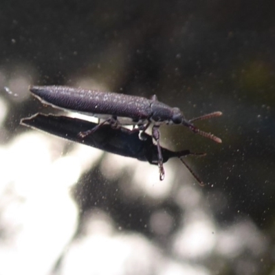 Rhinotia sp. (genus) (Unidentified Rhinotia weevil) at Bungendore, NSW - 12 Mar 2019 by Christine