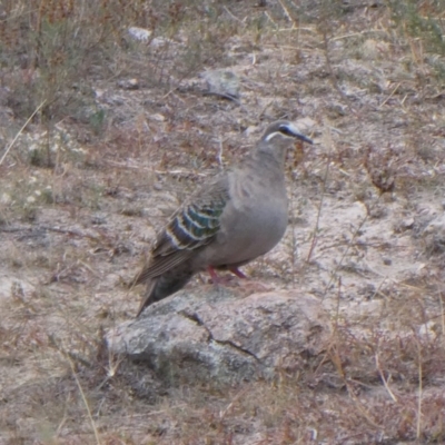 Phaps chalcoptera (Common Bronzewing) at Theodore, ACT - 12 Mar 2019 by Owen