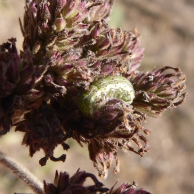 Helicoverpa punctigera (Native Budworm) at Lake George, NSW - 12 Mar 2019 by Christine