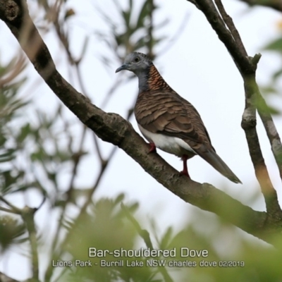 Geopelia humeralis (Bar-shouldered Dove) at Dolphin Point, NSW - 24 Feb 2019 by CharlesDove