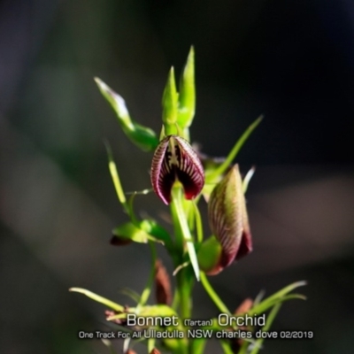 Cryptostylis erecta (Bonnet Orchid) at Ulladulla Reserves Bushcare - 17 Feb 2019 by CharlesDove