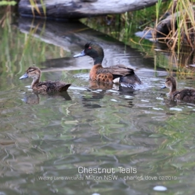 Anas castanea (Chestnut Teal) at Milton, NSW - 21 Feb 2019 by CharlesDove