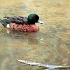 Anas castanea (Chestnut Teal) at Burrill Lake, NSW - 23 Feb 2019 by CharlesDove