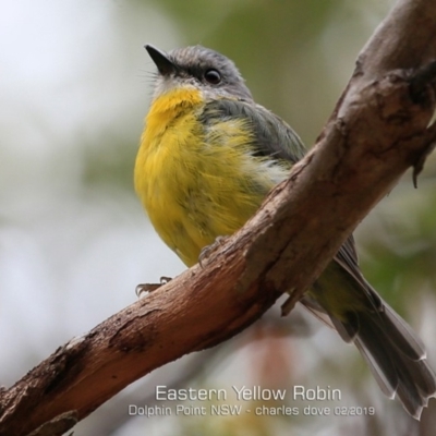 Eopsaltria australis (Eastern Yellow Robin) at Dolphin Point, NSW - 21 Feb 2019 by CharlesDove