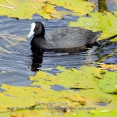 Fulica atra (Eurasian Coot) at Burrill Lake, NSW - 23 Feb 2019 by CharlesDove