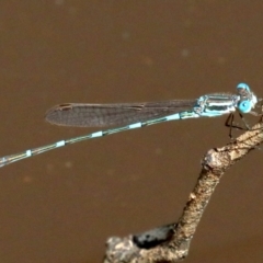 Austrolestes leda (Wandering Ringtail) at Majura, ACT - 17 Feb 2019 by jbromilow50