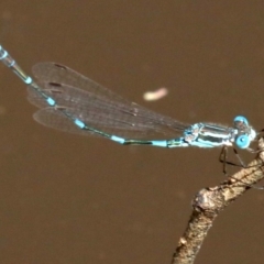 Austrolestes leda at Majura, ACT - 18 Feb 2019