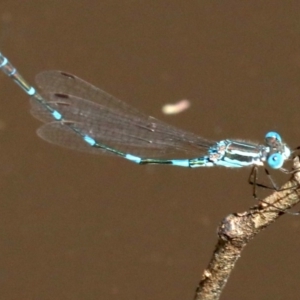 Austrolestes leda at Majura, ACT - 18 Feb 2019