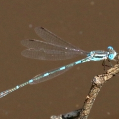 Austrolestes leda at Majura, ACT - 18 Feb 2019