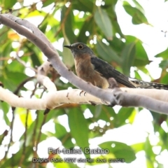 Cacomantis flabelliformis (Fan-tailed Cuckoo) at Burrill Lake, NSW - 20 Feb 2019 by Charles Dove