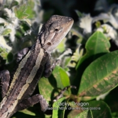 Amphibolurus muricatus (Jacky Lizard) at South Pacific Heathland Reserve WP03 - 19 Feb 2019 by CharlesDove