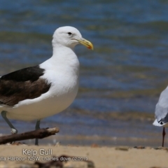 Larus dominicanus (Kelp Gull) at Ulladulla, NSW - 22 Feb 2019 by CharlesDove