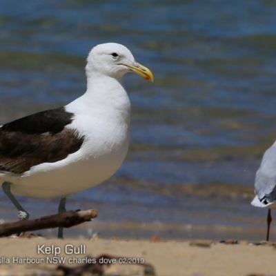 Larus dominicanus (Kelp Gull) at Ulladulla, NSW - 21 Feb 2019 by Charles Dove