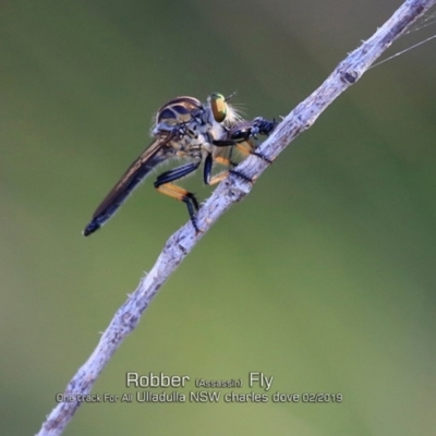 Ommatius sp. (Common yellow robber fly) at Ulladulla, NSW - 18 Feb 2019 by Charles Dove