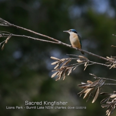 Todiramphus sanctus (Sacred Kingfisher) at Burrill Lake, NSW - 24 Feb 2019 by CharlesDove