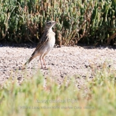 Anthus australis (Australian Pipit) at Milton, NSW - 10 Mar 2019 by Charles Dove