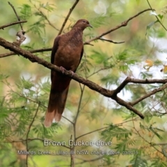 Macropygia phasianella (Brown Cuckoo-dove) at Ulladulla, NSW - 10 Mar 2019 by Charles Dove