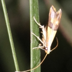 Crocanthes glycina (Crocanthes glycina) at Ainslie, ACT - 11 Feb 2019 by jb2602