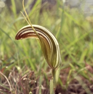 Diplodium truncatum at Yass River, NSW - 13 Mar 2019