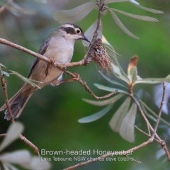 Melithreptus brevirostris (Brown-headed Honeyeater) at Lake Tabourie, NSW - 7 Mar 2019 by CharlesDove