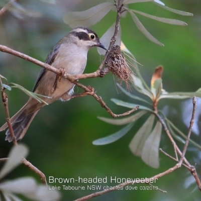 Melithreptus brevirostris (Brown-headed Honeyeater) at Lake Tabourie, NSW - 6 Mar 2019 by Charles Dove