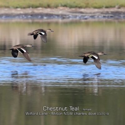 Anas castanea (Chestnut Teal) at Milton, NSW - 10 Mar 2019 by CharlesDove