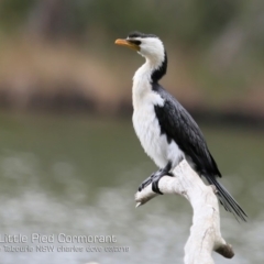 Microcarbo melanoleucos (Little Pied Cormorant) at Lake Tabourie, NSW - 7 Mar 2019 by CharlesDove