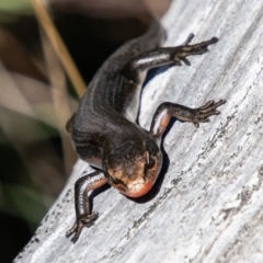 Pseudemoia entrecasteauxii (Woodland Tussock-skink) at Cotter River, ACT - 9 Mar 2019 by SWishart