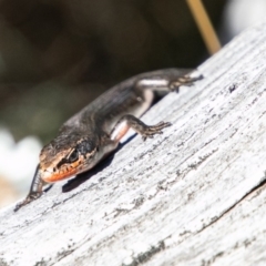 Pseudemoia entrecasteauxii at Cotter River, ACT - 9 Mar 2019 11:30 AM