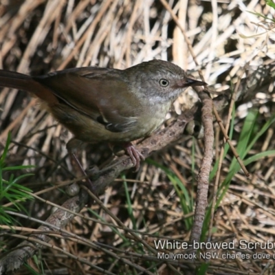 Sericornis frontalis (White-browed Scrubwren) at Mollymook Beach, NSW - 6 Mar 2019 by CharlesDove