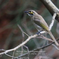 Caligavis chrysops (Yellow-faced Honeyeater) at Lake Tabourie, NSW - 7 Mar 2019 by CharlesDove