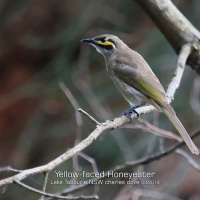 Caligavis chrysops (Yellow-faced Honeyeater) at Lake Tabourie, NSW - 7 Mar 2019 by CharlesDove