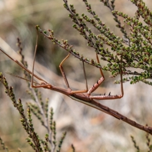 Didymuria violescens at Cotter River, ACT - 9 Mar 2019 12:30 PM