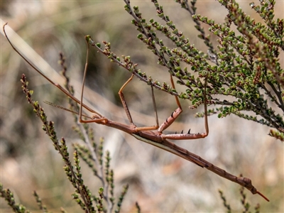 Didymuria violescens (Spur-legged stick insect) at Cotter River, ACT - 9 Mar 2019 by SWishart