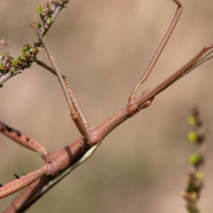 Didymuria violescens at Cotter River, ACT - 9 Mar 2019 12:30 PM