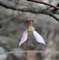 Eriochilus cucullatus (Parson's Bands) at Aranda, ACT - 12 Mar 2019 by CathB